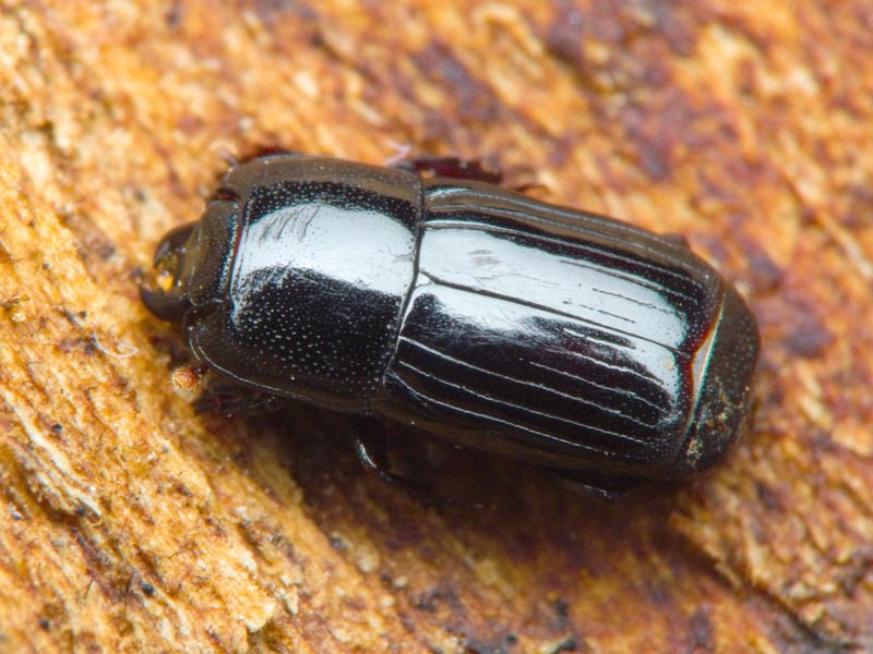 Cylister elongatus (Thunberg, 1787)